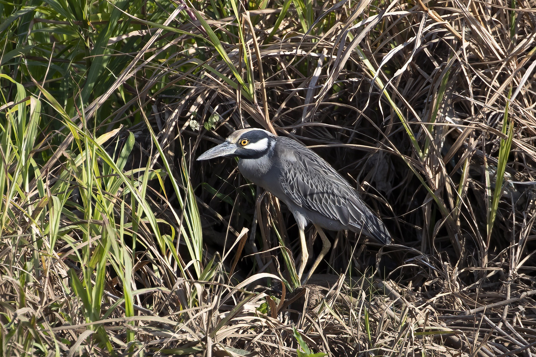 Yellow-crowned Night-Heron